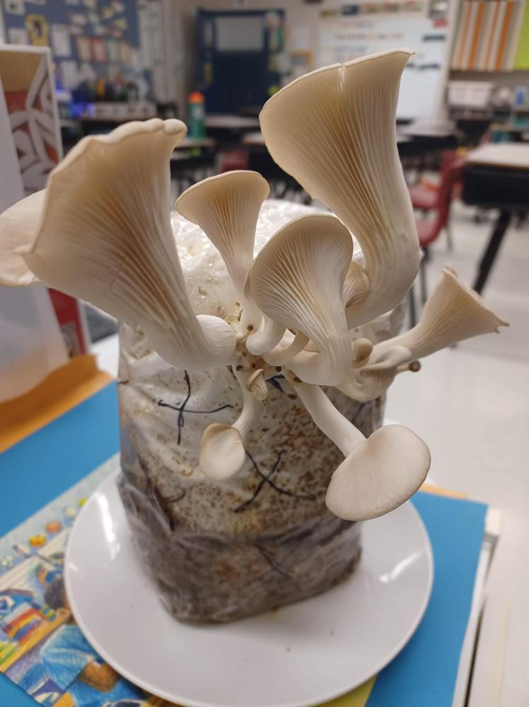 Champignon 3