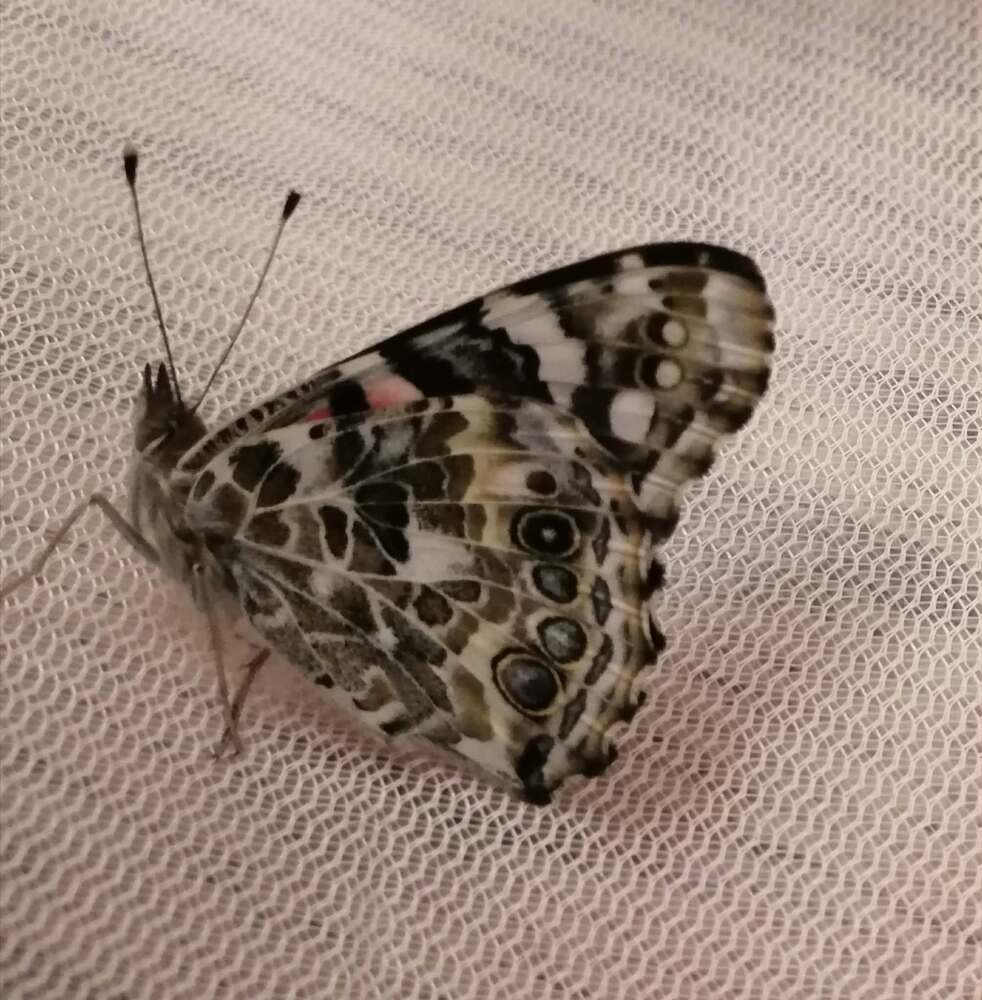 Élevage de papillons monarque ! 
